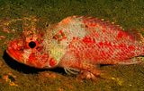 ISOKASAGO- Scorpionfish, Scorpaenodes littoralis