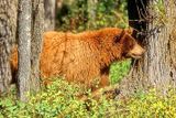 Grizzly Bear (North American Brown Bear), Ursus arctos horribilis