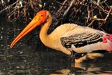 Painted Stork Close Up