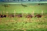 Ostrich Herd, in the Landscape