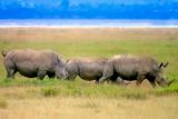 White Rhino Parade