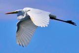 White Heron, Bubucus ibis, Inflight
