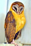 Coruja - Barn Owl