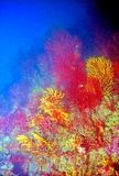 Still Many Colourful Gorgoniams