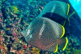 Couple, Wrought Iron Butterflyfish Chaetodon daedalma 