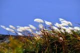 Autumn Reeds In Strong Wind
