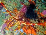 Small Spiny Lobster Palinurus elephas, Outside