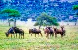 Gnus, or Wildebeest, Connochaetes taurinus