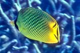 Latticed Butterflyfish, Chaetodon rafflesii