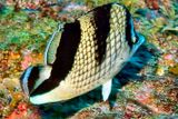 Asian Butterflyfish, Chaetodon argentatus