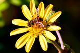 Bee on Yellow Flower