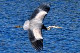 Flight Of The Gray Heron