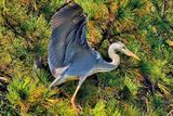 Gray Heron, Landing