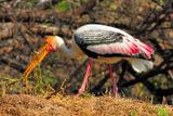 Indian Stork,  Picking Straws, For Nest