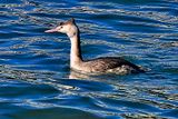 Clarks Grebe, Aechmophorus clarkii, Male, Close