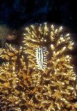 Nudi, Phyllidia varicosa, On Coral 