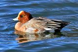 Eurasian Wigeon, Mareca penelope, Male