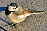 The Friendly Airport Bird