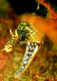 Dragon Moray (Enchelycore pardalis )