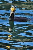 Cormorant Male, Frontal, Winter Plumage