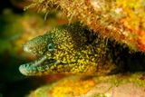 Yellowmargin Moray Eel Gymnothorax flavimarginatus