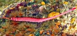 Many-Banded Pipefish Dunckerocampus multiannulatus, Pink Pipefish