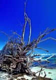 Praslin Beach, Tree Turned By Hurricane