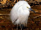 Egraite Heron, Close