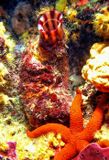 Ascidia And Starfish