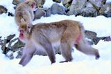 Female Monkey On The Snow 