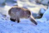 Juvenile Catching Seeds In The Snow