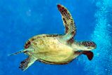 Green Turtle, Swimming