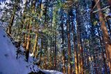 The Forest Path