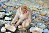 Snow Monkey On The River