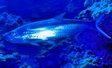 Tarpoon Megalops atlanticus, Close