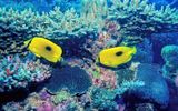 Couple Of Zanzibar Butterflyfish, Chaetodon zanzibarensis,On Coral Reef