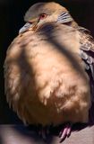 Turtle Dove