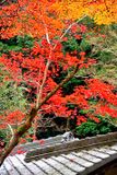 Autumn on Temple