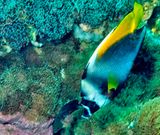 Singular Bannerfish, Heniochus singularius, Near Anemone, 