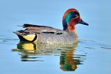 Eurasian Teal Anas crecca   