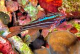 Fluorescent Fish, At Night    