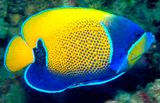 Bluegirdled Angelfish, Pomacanthus navarchus, Portrait