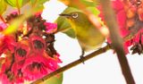 Mejiro Eating Camelia