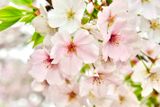 Sakuras, Most Prized
