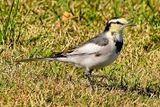 Wagtail