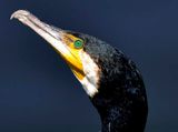 Green Eye Of The Cormorant