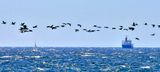 Rough Seas, Big Flock of Cormorants