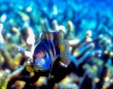 Damselfish On Staghorn Coral 