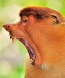 Proboscis, Mouth Open 