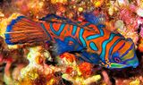 Mandarinfish, On Corals
